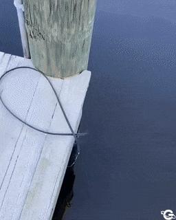 Fish looks like a man