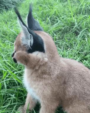 Lynx and ear