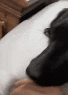 Hand in dog mouth