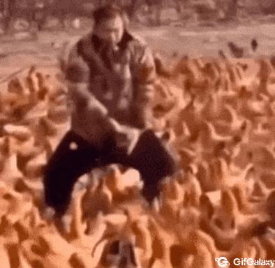 Joke with chickens and strength