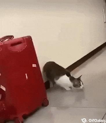 Cat jump and slap