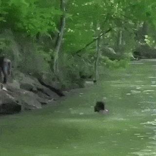 Jump on alligator