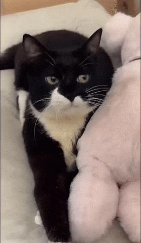 Funny strange cat eats