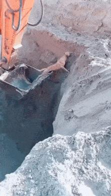 Excavator helps dog