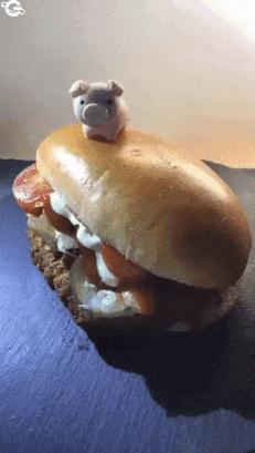 Pig eating sandwich