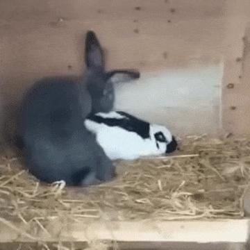 Rabbit and bunny are making love