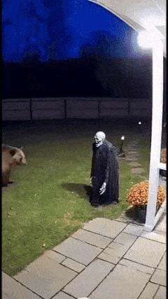 Animals react to scarecrows