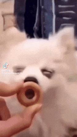 Funny animals